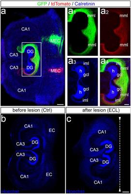 Maturation-Dependent Differences in the Re-innervation of the Denervated Dentate Gyrus by Sprouting Associational and Commissural Mossy Cell Axons in Organotypic Tissue Cultures of Entorhinal Cortex and Hippocampus